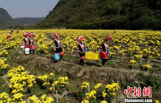 广西壮族山村满地菊花黄