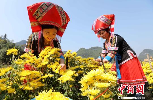 广西壮族山村满地菊花黄